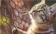 猫咪趾间炎多久能好起来