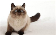 猫鼻支是什么症状