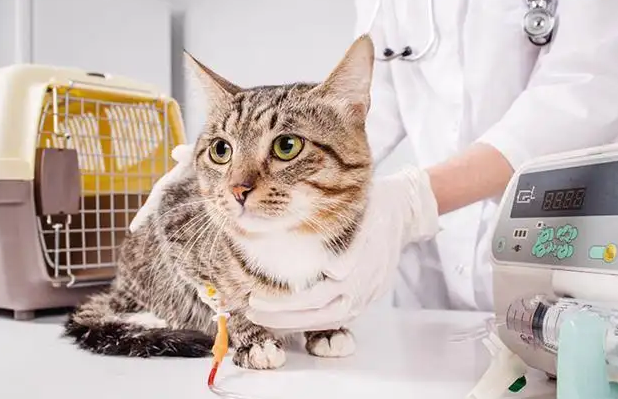 猫白细胞低的原因 猫白细胞低的原因