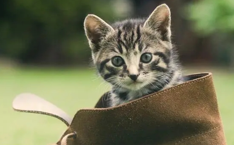50天小猫吐了是怎么回事啊 50天小猫吐了是怎么回事啊