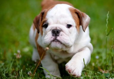 斗牛犬为什么被禁养?原因在这里! 斗牛犬为什么被禁养?原因在这里!