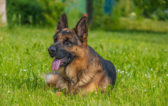 听说过防暴犬吗？你知道它是什么品种的狗狗吗？