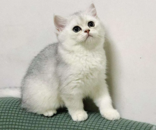 养了三年半的猫了,现在家里三只,巅峰时期十二只 养了三年半的猫了,现在家里三只,巅峰时期十二只