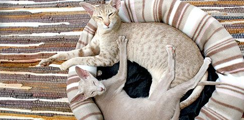 猫咪能摸到胎动后多久生产啊