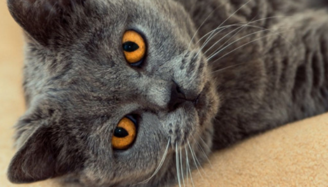 蓝猫公猫多大开始发情?我告诉你! 蓝猫公猫多大开始发情?我告诉你!