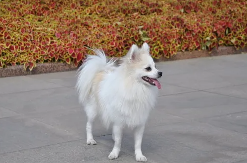 德国狐狸犬性格特征有哪些?不清楚的快来看看~ 德国狐狸犬性格特征有哪些?不清楚的快来看看~