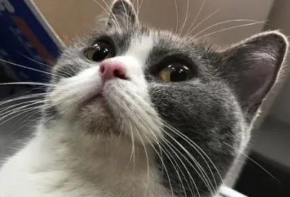 猫咪走路总有点弓背怎么回事