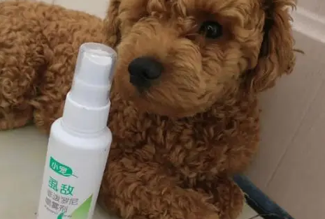 预防和杀虫,还得看小宠! 预防和杀虫,还得看小宠!