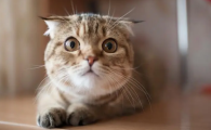 猫瘟各阶段的表现