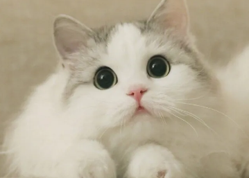 小猫睡觉打呼噜的原因，大家知道吗？