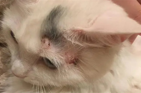 猫头上长了一个硬疙瘩是怎么回事