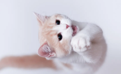 猫咪踩奶是什么意思 猫咪踩奶是什么意思
