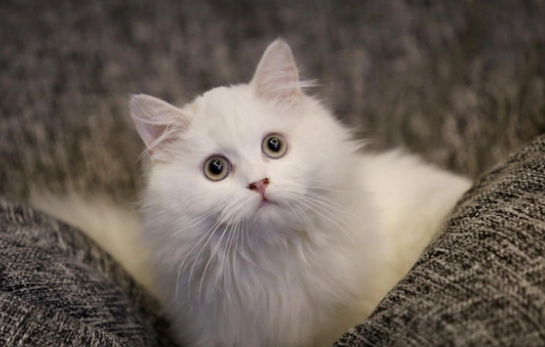 小猫拉出白色像线一样的东西怎么办