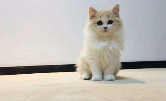 猫咪身上为什么有跳蚤