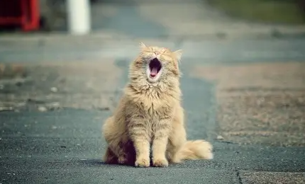 猫肺部感染的初期症状有哪些