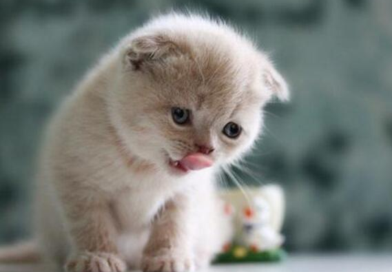 雏菊对猫咪有害吗
