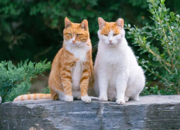 养了三年半的猫了,现在家里三只,巅峰时期十二只 养了三年半的猫了,现在家里三只,巅峰时期十二只