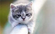 猫咪驱虫多久一次