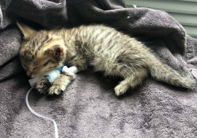 验猫瘟的怎么看有没有猫瘟 验猫瘟的怎么看有没有猫瘟