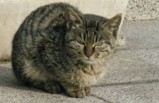 给野猫喂什么食物比较好 给野猫喂什么食物比较好