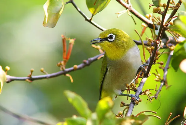 不过由于暗绿绣眼鸟的品相不同,大小不同都会影响到它们的价格