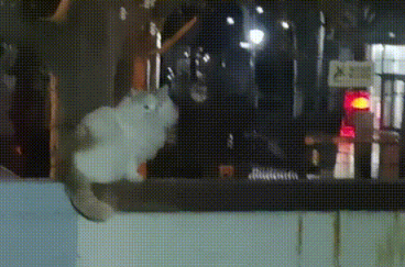 失足落入院子的小猫,以为它被母猫抛弃,谁料猫妈妈竟上门要孩子 失足落入院子的小猫,以为它被母猫抛弃,谁料猫妈妈竟上门要孩子