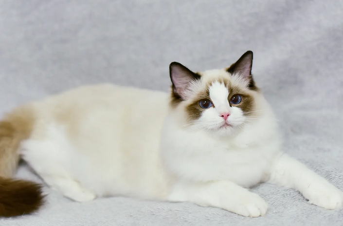 布偶猫是哪个国家的 布偶猫是哪个国家的