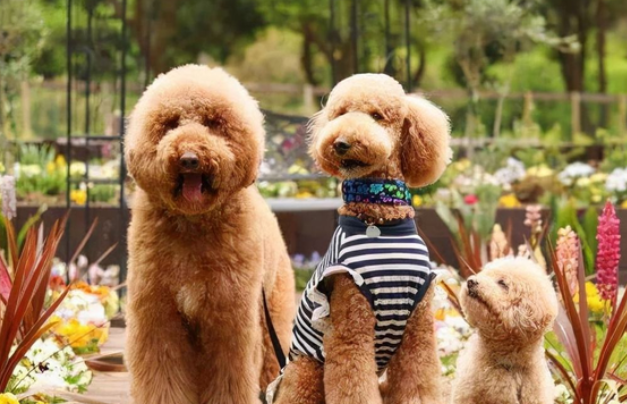 在饲养巨贵犬之前，还是来了解下它们的优点和缺点~
