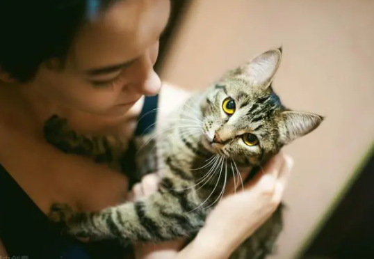 猫咪不让抱不让摸是怎么回事呢