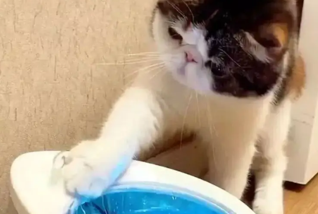 猫咪为什么老把水扒洒?贪玩是天性 猫咪为什么老把水扒洒?贪玩是天性