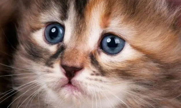猫能吃能喝但精神不好