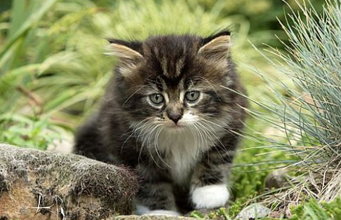 给猫剪指甲剪出血猫会疼吗