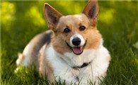 狗狗走几步就坐下是怎么回事
