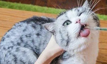 猫身上怎么会有跳蚤