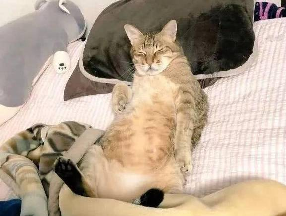 猫咪霸占主人大床,被叫醒后还想打人 猫咪霸占主人大床,被叫醒后还想打人