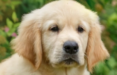 金毛70斤成犬一天吃多少狗粮呢