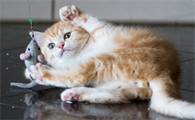 刚出生的猫身上有跳蚤怎么办啊