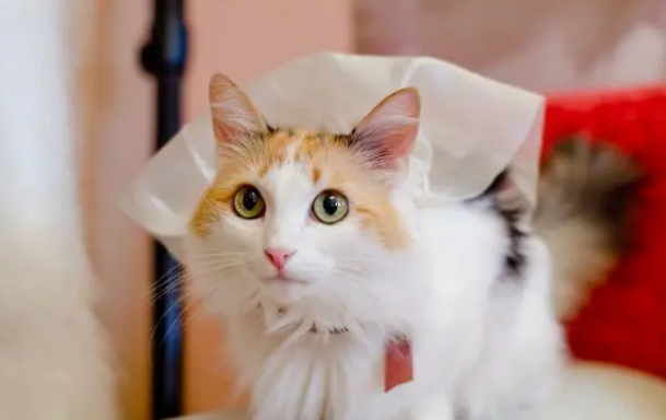 ACANA爱肯拿猫粮怎么样?这篇文章带铲屎官们了解清楚 ACANA爱肯拿猫粮怎么样?这篇文章带铲屎官们了解清楚