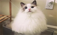 看看布偶猫聪明的话,会有哪些好处
