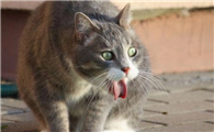 如果小猫出现呕吐症状是怎么了啊