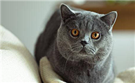 猫得了趾间炎怎么办能治好吗