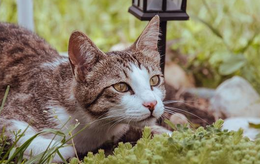 猫剃毛半年都不长怎么回事呢