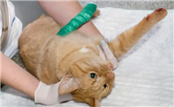 猫咪的爪子出血了怎么处理
