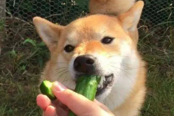 狗吃什么蔬菜