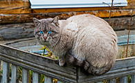猫吃化毛膏拉稀多久能恢复正常