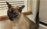 猫在家里到处撒尿怎么办