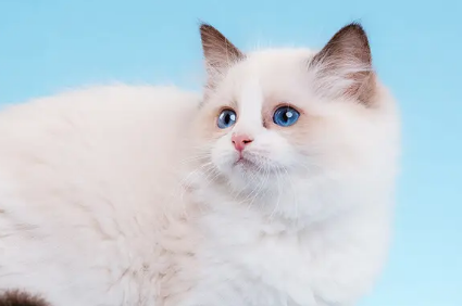 &nbsp;布偶猫性格怎么样，感兴趣的朋友可以来了解下！