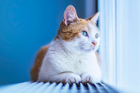 猫咪吐舌头是怎么回事 猫咪吐舌头是怎么回事