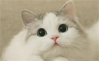 母猫不绝育会怎么样