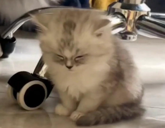 猫咪实在太困!坐着睡着全过程网友直呼实在太可爱了 猫咪实在太困!坐着睡着全过程网友直呼实在太可爱了